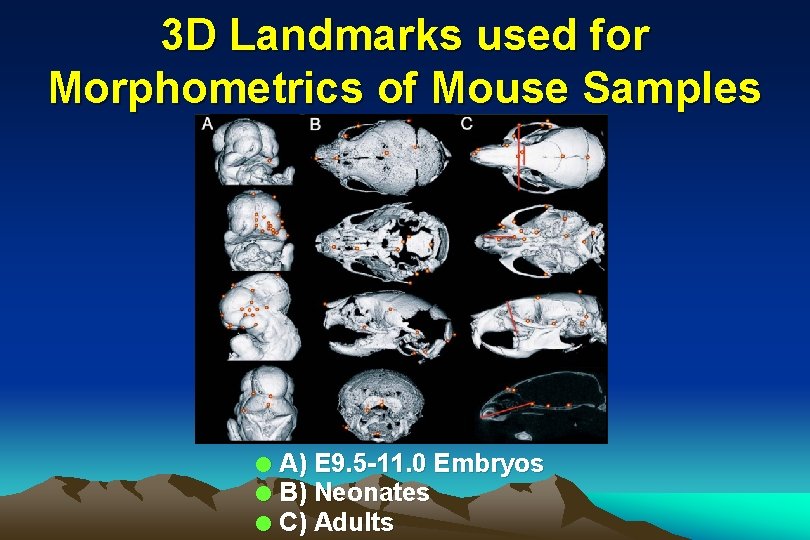 3 D Landmarks used for Morphometrics of Mouse Samples l l l A) E