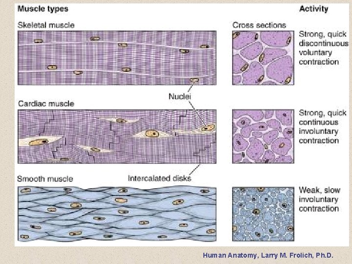 Human Anatomy, Larry M. Frolich, Ph. D. 