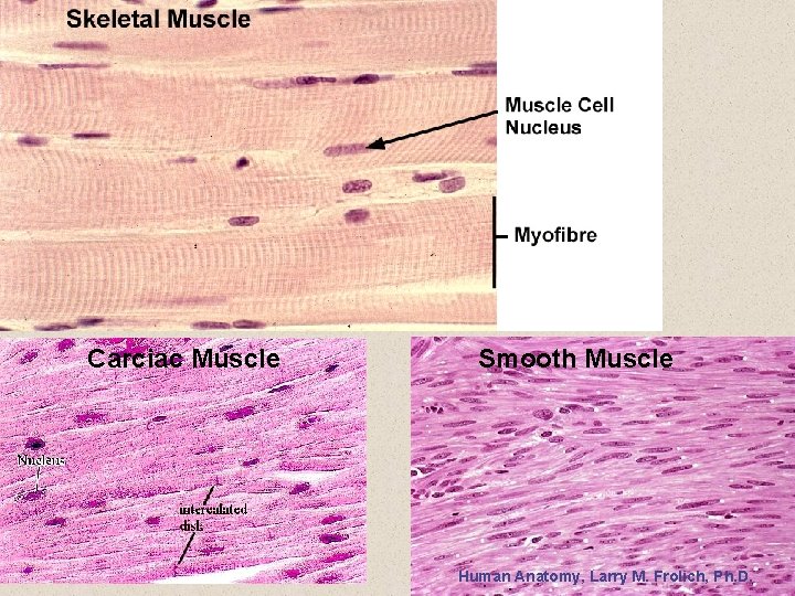 Carciac Muscle Smooth Muscle Human Anatomy, Larry M. Frolich, Ph. D. 