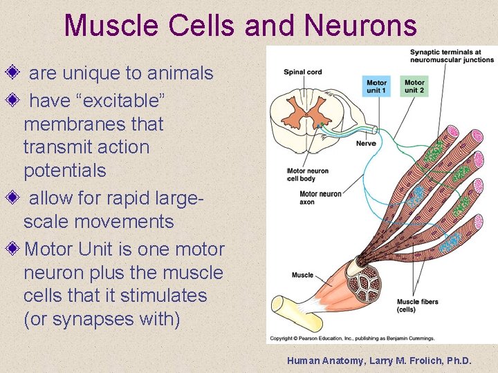 Muscle Cells and Neurons are unique to animals have “excitable” membranes that transmit action