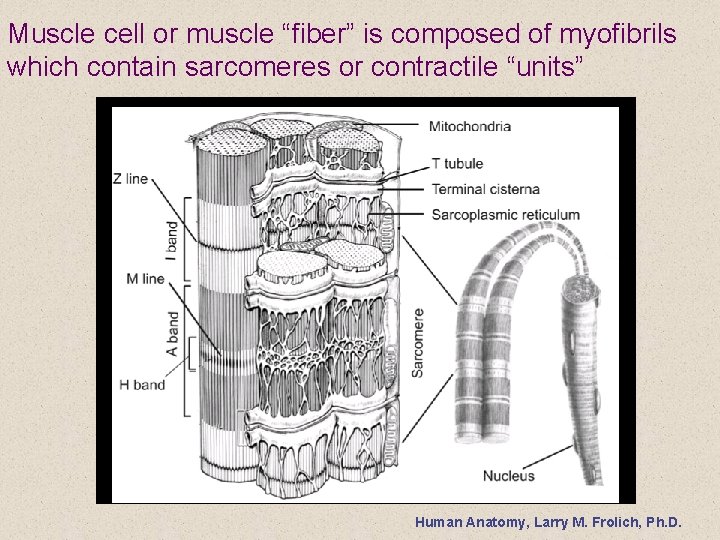 Muscle cell or muscle “fiber” is composed of myofibrils which contain sarcomeres or contractile