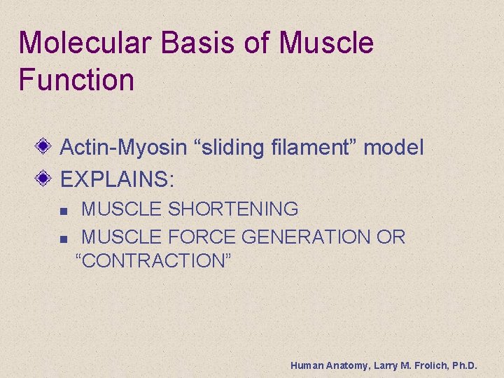Molecular Basis of Muscle Function Actin-Myosin “sliding filament” model EXPLAINS: n n MUSCLE SHORTENING