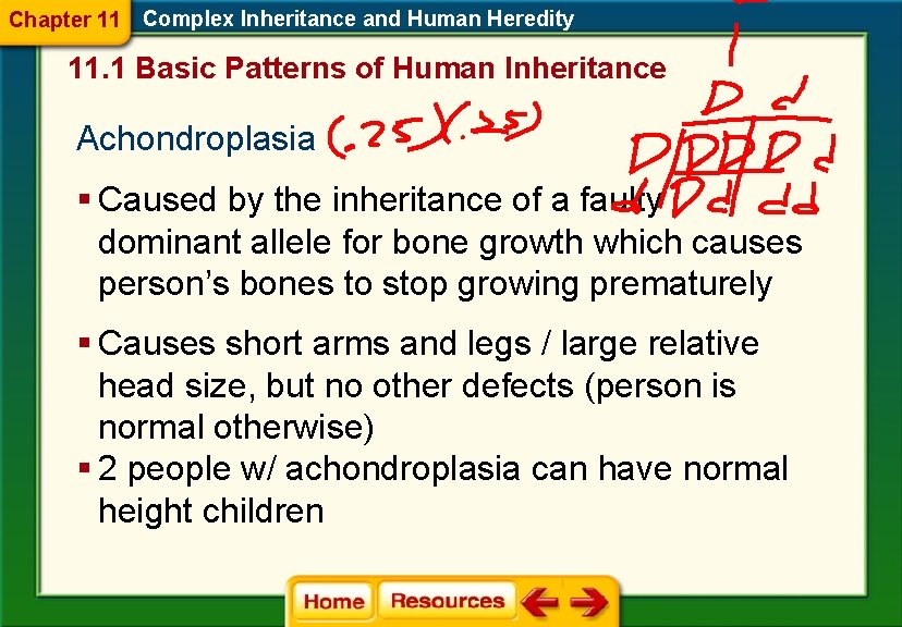 Chapter 11 Complex Inheritance and Human Heredity 11. 1 Basic Patterns of Human Inheritance