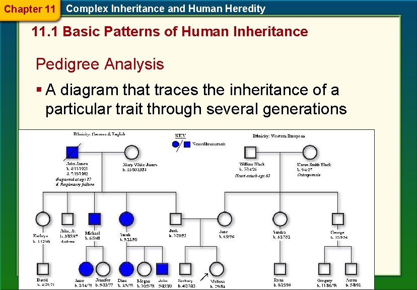 Chapter 11 Complex Inheritance and Human Heredity 11. 1 Basic Patterns of Human Inheritance