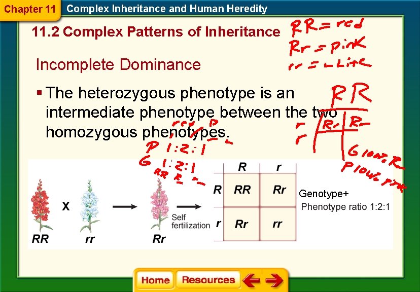 Chapter 11 Complex Inheritance and Human Heredity 11. 2 Complex Patterns of Inheritance Incomplete