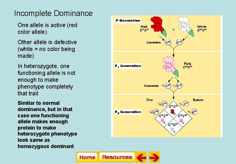 Incomplete Dominance One allele is active (red color allele) Other allele is defective (white