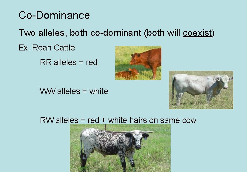 Co-Dominance Two alleles, both co-dominant (both will coexist) Ex. Roan Cattle RR alleles =
