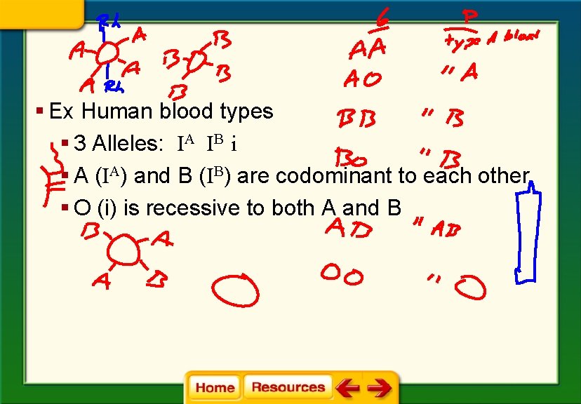 § Ex Human blood types § 3 Alleles: IA IB i § A (IA)