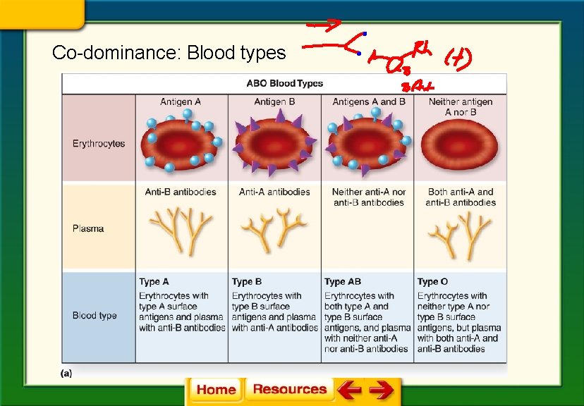 Co-dominance: Blood types 