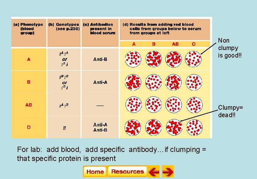Non clumpy is good!! Clumpy= dead!! For lab: add blood, add specific antibody…if clumping
