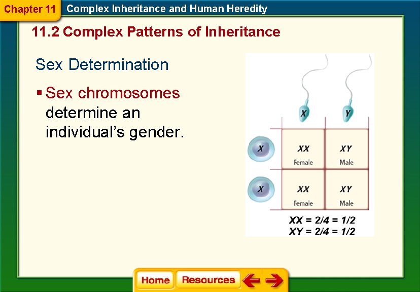 Chapter 11 Complex Inheritance and Human Heredity 11. 2 Complex Patterns of Inheritance Sex