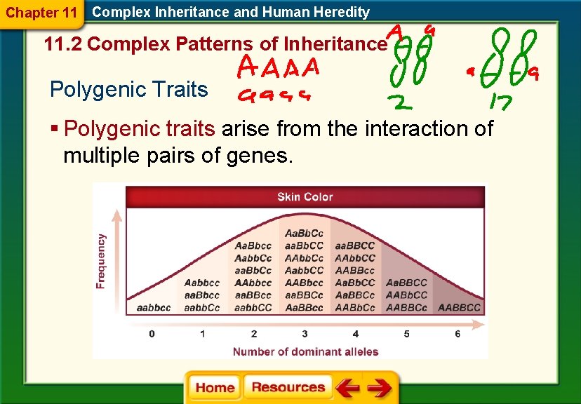 Chapter 11 Complex Inheritance and Human Heredity 11. 2 Complex Patterns of Inheritance Polygenic
