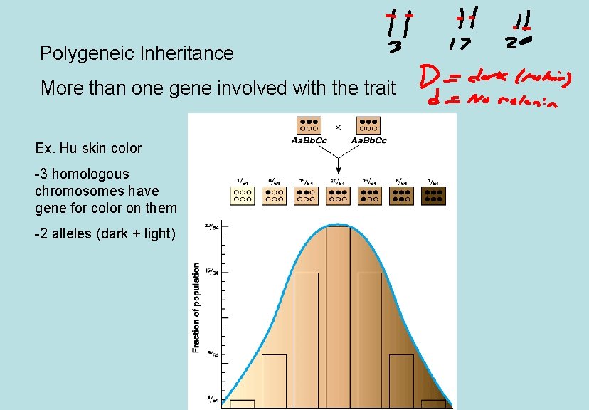 Polygeneic Inheritance More than one gene involved with the trait Ex. Hu skin color