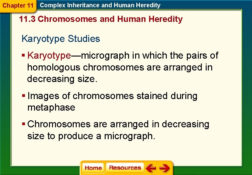 Chapter 11 Complex Inheritance and Human Heredity 11. 3 Chromosomes and Human Heredity Karyotype