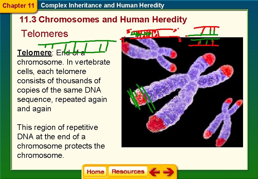 Chapter 11 Complex Inheritance and Human Heredity 11. 3 Chromosomes and Human Heredity Telomeres