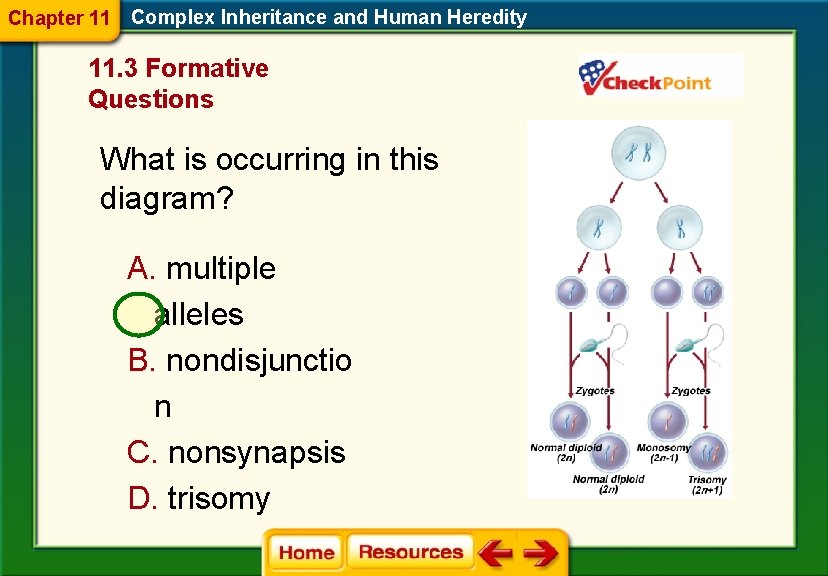 Chapter 11 Complex Inheritance and Human Heredity 11. 3 Formative Questions What is occurring