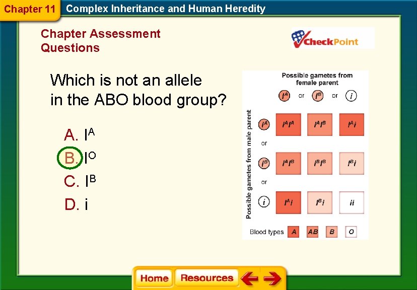 Chapter 11 Complex Inheritance and Human Heredity Chapter Assessment Questions Which is not an