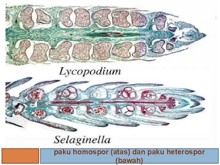 paku homospor (atas) dan paku heterospor (bawah) 