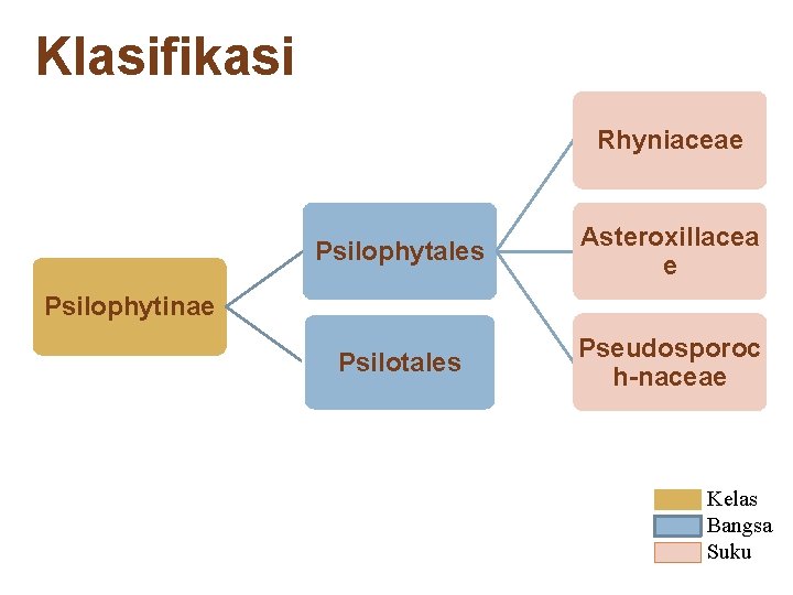 Klasifikasi Rhyniaceae Psilophytales Asteroxillacea e Psilotales Pseudosporoc h-naceae Psilophytinae Kelas Bangsa Suku 