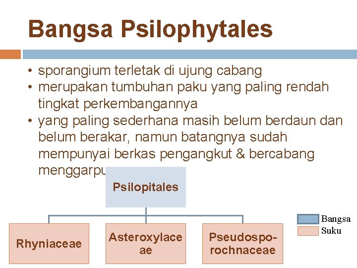 Bangsa Psilophytales • sporangium terletak di ujung cabang • merupakan tumbuhan paku yang paling