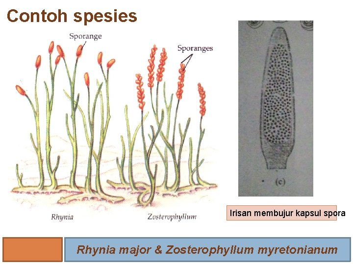 Contoh spesies Irisan membujur kapsul spora Rhynia major & Zosterophyllum myretonianum 