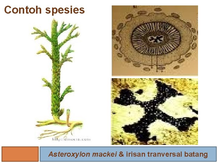 Contoh spesies Asteroxylon mackei & irisan tranversal batang 