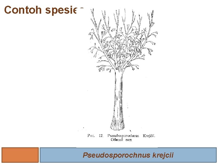 Contoh spesies Pseudosporochnus krejcii 