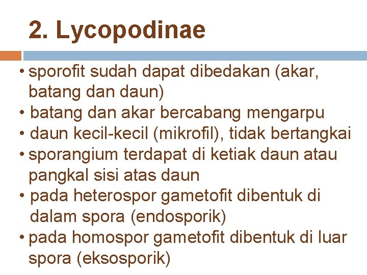 2. Lycopodinae • sporofit sudah dapat dibedakan (akar, batang dan daun) • batang dan