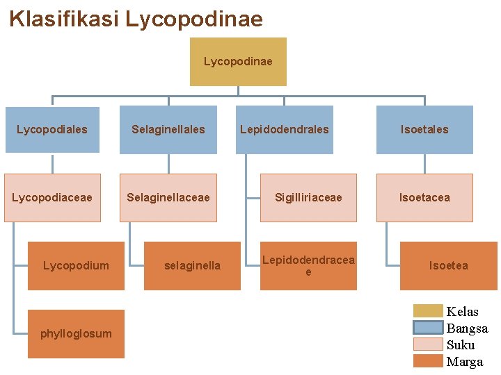 Klasifikasi Lycopodinae Lycopodiales Selaginellales Lycopodiaceae Selaginellaceae Lycopodium phylloglosum selaginella Lepidodendrales Sigilliriaceae Lepidodendracea e Isoetales