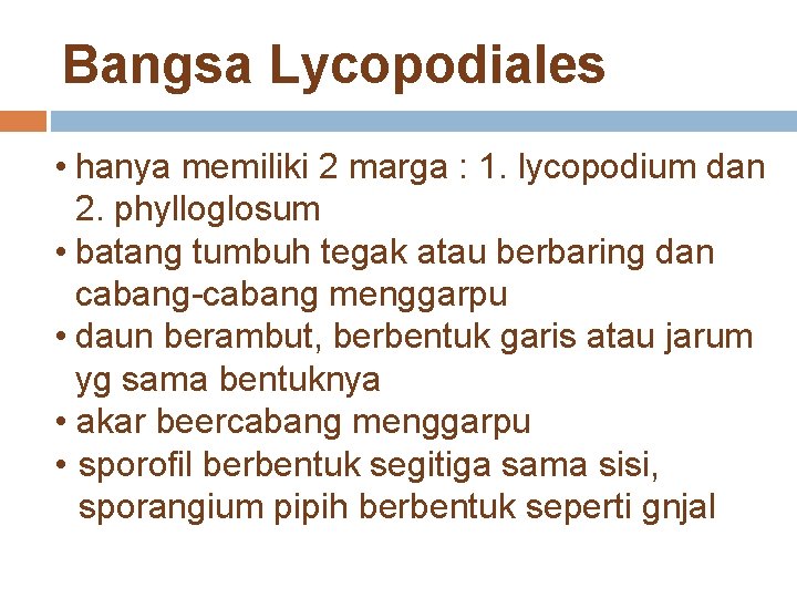 Bangsa Lycopodiales • hanya memiliki 2 marga : 1. lycopodium dan 2. phylloglosum •