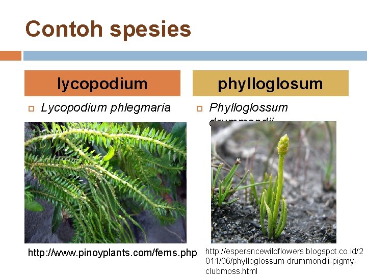 Contoh spesies lycopodium Lycopodium phlegmaria phylloglosum http: //www. pinoyplants. com/ferns. php Phylloglossum drummondii http: