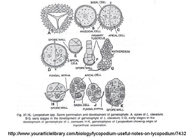 http: //www. yourarticlelibrary. com/biology/lycopodium-useful-notes-on-lycopodium/7432 