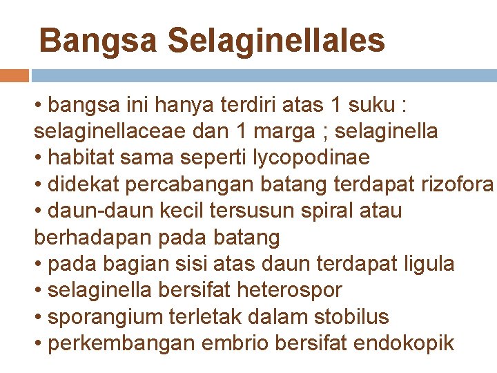 Bangsa Selaginellales • bangsa ini hanya terdiri atas 1 suku : selaginellaceae dan 1