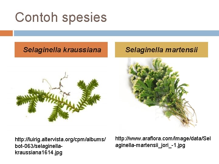 Contoh spesies Selaginella kraussiana http: //luirig. altervista. org/cpm/albums/ bot-063/selaginellakraussiana 1614. jpg Selaginella martensii http: