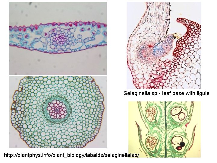 Selaginella sp - leaf base with ligule http: //plantphys. info/plant_biology/labaids/selaginellalab/ 