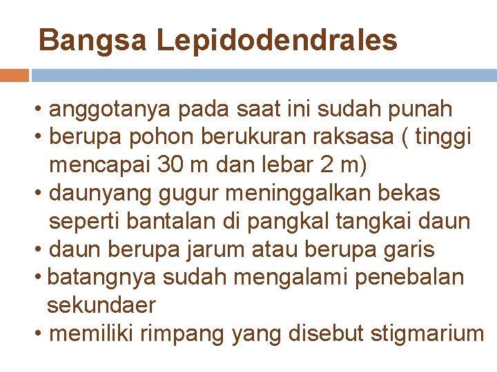 Bangsa Lepidodendrales • anggotanya pada saat ini sudah punah • berupa pohon berukuran raksasa