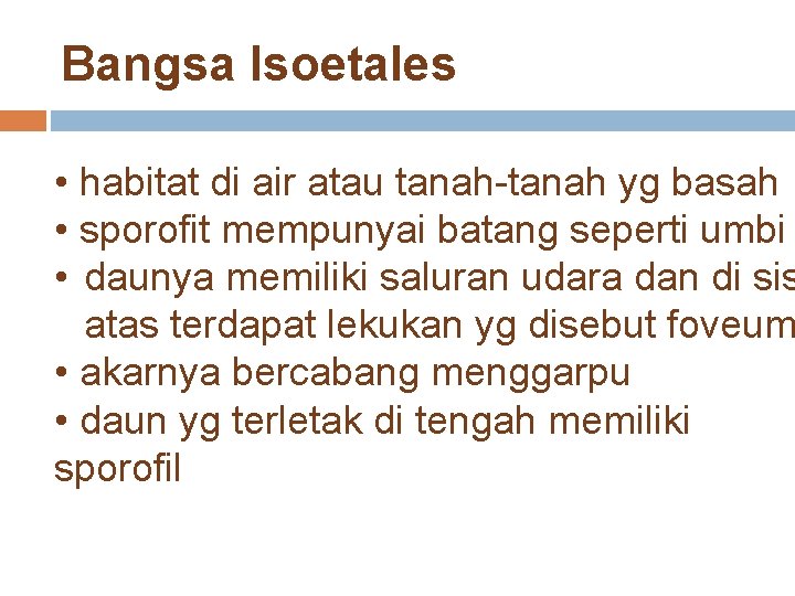 Bangsa Isoetales • habitat di air atau tanah-tanah yg basah • sporofit mempunyai batang