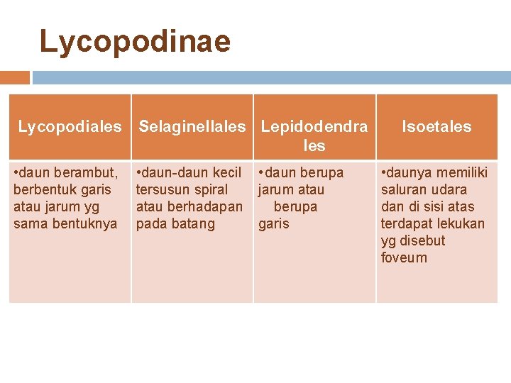 Lycopodinae Lycopodiales Selaginellales Lepidodendra les • daun berambut, berbentuk garis atau jarum yg sama