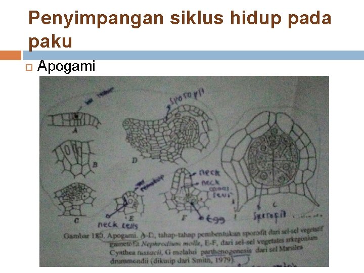 Penyimpangan siklus hidup pada paku Apogami 