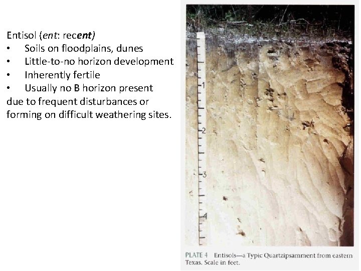 Entisol (ent: recent) • Soils on floodplains, dunes • Little-to-no horizon development • Inherently