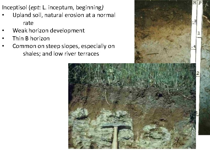 Inceptisol (ept: L. inceptum, beginning) • Upland soil, natural erosion at a normal rate