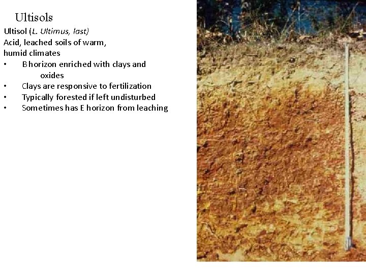 Ultisols Ultisol (L. Ultimus, last) Acid, leached soils of warm, humid climates • B