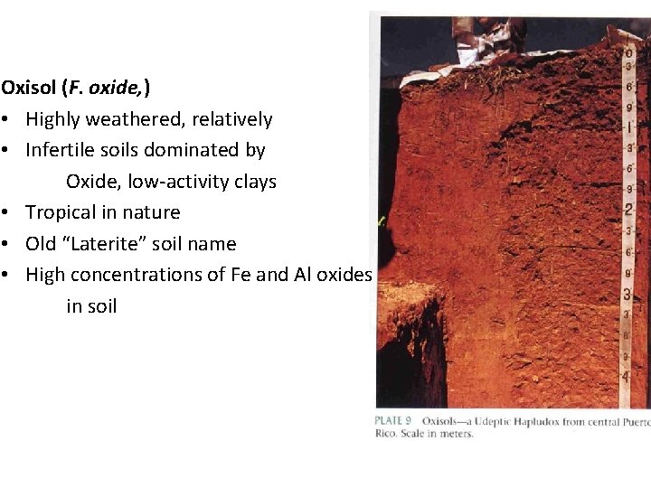 Oxisol (F. oxide, ) • Highly weathered, relatively • Infertile soils dominated by Oxide,