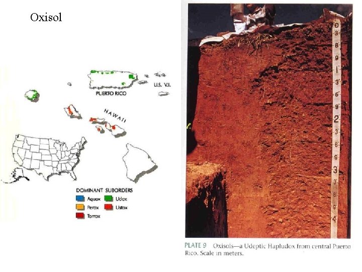 Oxisol 