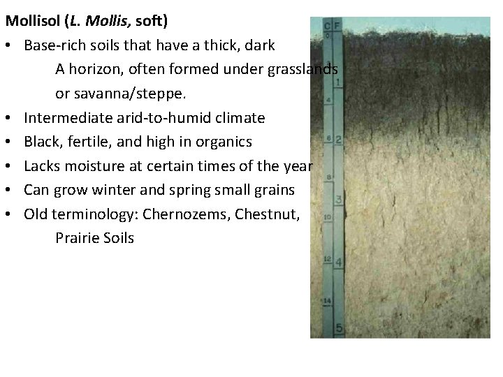 Mollisol (L. Mollis, soft) • Base-rich soils that have a thick, dark A horizon,