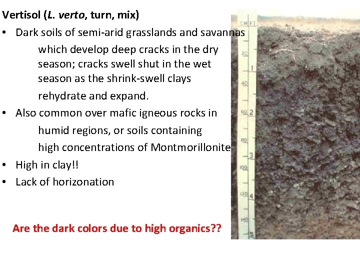 Vertisol (L. verto, turn, mix) • Dark soils of semi-arid grasslands and savannas which