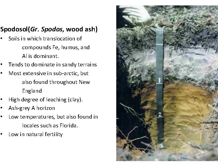 Spodosol(Gr. Spodos, wood ash) • Soils in which translocation of compounds Fe, humus, and