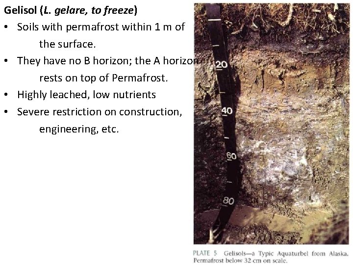 Gelisol (L. gelare, to freeze) • Soils with permafrost within 1 m of the
