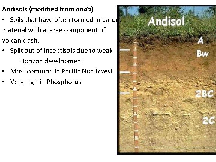 Andisols (modified from ando) • Soils that have often formed in parent material with