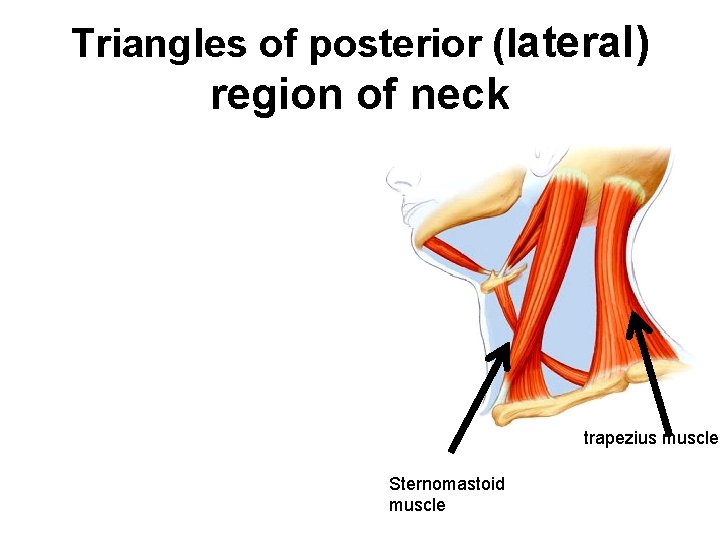 Triangles of posterior (lateral) region of neck trapezius muscle Sternomastoid muscle 